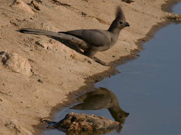 <h3><a href="/trips/safari/biota/animalia/chordata/aves/029 musophagiformes/001 musophagidae/corythaixoides concolor/corythaixoides concolor-nl.html">Corythaixoides&nbsp;concolor</a> / Grey&nbsp;go‑away‑bird / Vale&nbsp;toerako</h3>OM-1 met M.40-150mm F2.8 + MC-14, 1/2000 sec  bij F5.0, ISO 320, afstand 20.3&nbsp;m